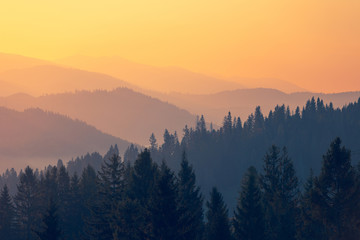 世界上什么树最长寿